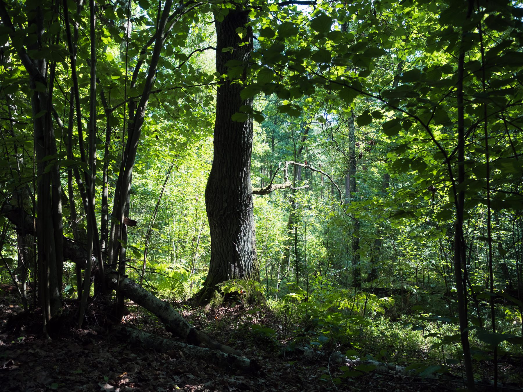 Przyroda obecna na osiedlach, cmentarzach, torowiskach i terenach poprzemysłowych